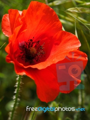 Poppies Flowering In Ronda Spain Stock Photo