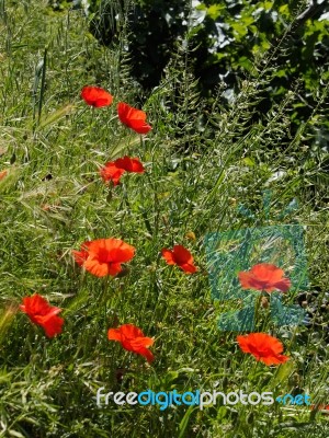 Poppies Flowering In Ronda Spain Stock Photo