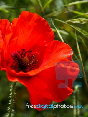 Poppies Flowering In Ronda Spain Stock Photo