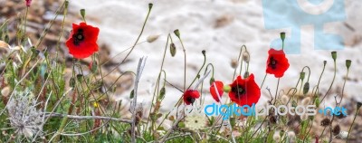 Poppies Flowering In Sardinia Stock Photo