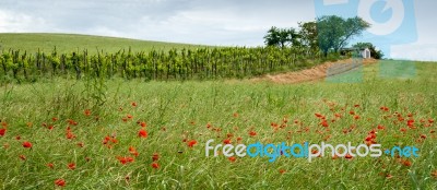 Poppies Flowering In Val D'orcia Tuscany Stock Photo