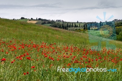 Poppies Flowering In Val D'orcia Tuscany Stock Photo