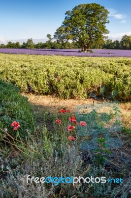 Poppies Growing In A Lavender Field Stock Photo