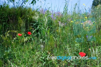 Poppies Growing In Val D'orcia Tuscany Stock Photo