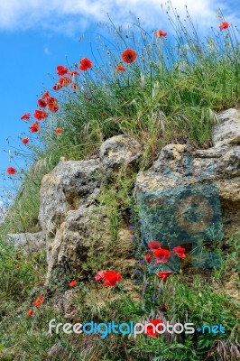 Poppies Growing In Val D'orcia Tuscany Stock Photo