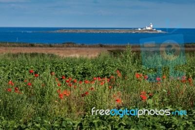 Poppies In A Field At Warkworth Stock Photo