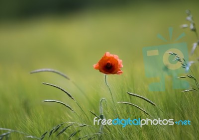 Poppy Stock Photo