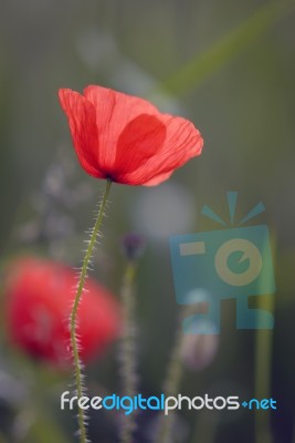 Poppy Stock Photo