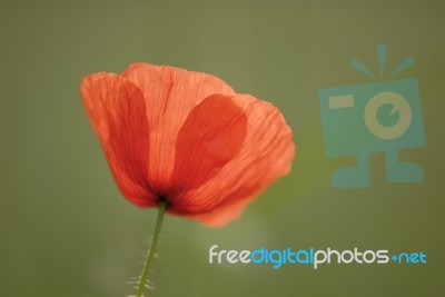 Poppy Stock Photo