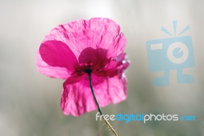 Poppy Stock Photo