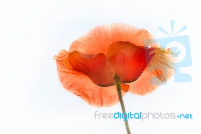 Poppy Stock Photo