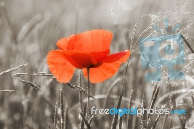 Poppy Stock Photo