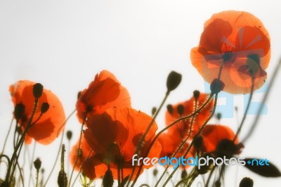 Poppy Stock Photo