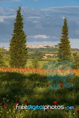 Poppy Field In Tuscany Stock Photo