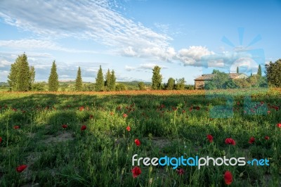 Poppy Field In Tuscany Stock Photo