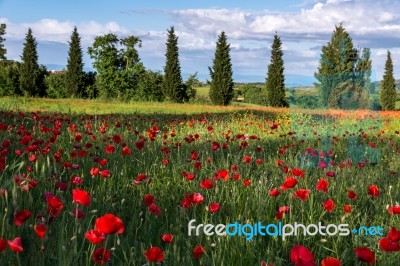 Poppy Field In Tuscany Stock Photo