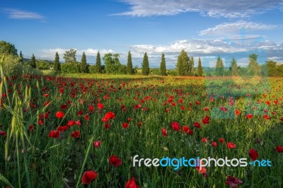 Poppy Field In Tuscany Stock Photo