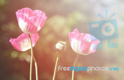 Poppy Flower Stock Photo