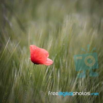 Poppy - Papaveroideae Stock Photo