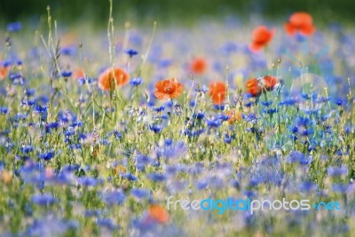 Poppys And Bleuets Stock Photo