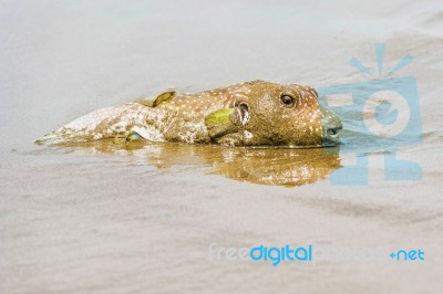 Porcupinefish In Panama On Azuero Peninsula Beach Stock Photo