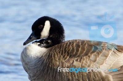 Portarait Of The Beautiful Canada Goose Stock Photo