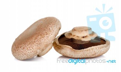 Portobello Mushroom Isolated On The White Background Stock Photo