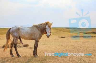 Portrait Full Body Of Beautiful White Male Horse With Perfect Rim Light Against Wide Meadow Landscape Stock Photo