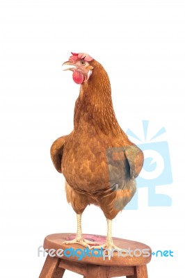 Portrait Full Body Of Brown Chicken Standing On Wood Desk Isolated White Background Stock Photo