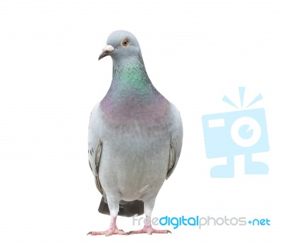 Portrait Full Body Of Speed Racing Pigeon Bird Isolate White Background Stock Photo