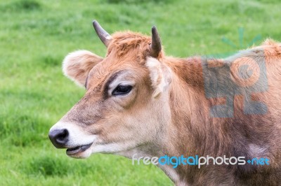 Portrait Head Of Horned Brown Cow Stock Photo