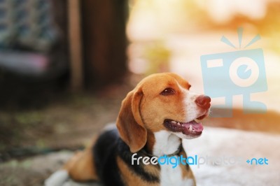 Portrait Of A Beagle Dog Outdoor Stock Photo