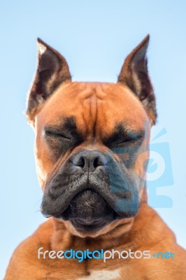 Portrait Of A Beautiful Boxer Dog Breed Stock Photo