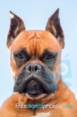 Portrait Of A Beautiful Boxer Dog Breed Stock Photo