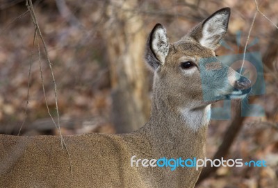 Portrait Of A Beautiful Deer Stock Photo