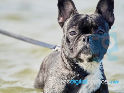 Portrait Of A Black French Bulldog Stock Photo