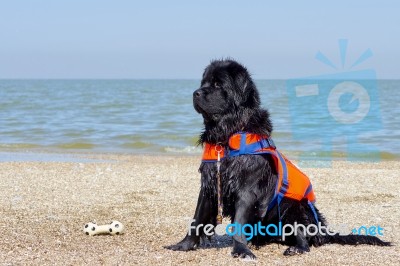 Portrait Of A Black Newfoundland Dog Stock Photo