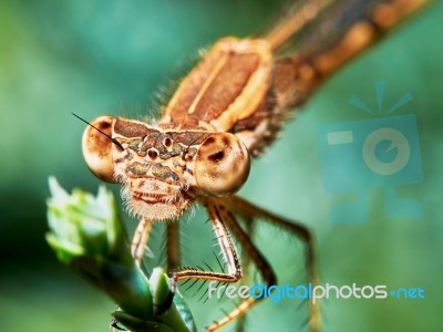 Portrait Of A Brown Dragonfly Arrow Stock Photo