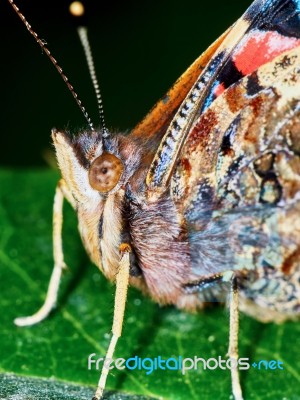 Portrait Of A Butterfly Stock Photo