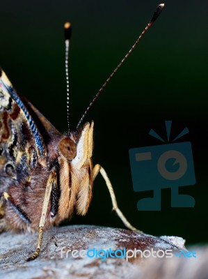 Portrait Of A Butterfly Stock Photo