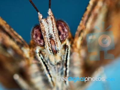 Portrait Of A Butterfly Stock Photo