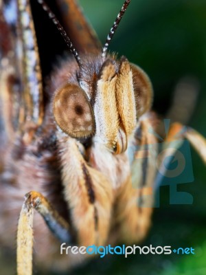 Portrait Of A Butterfly Stock Photo