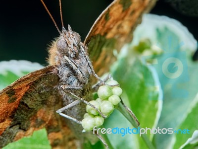 Portrait Of A Butterfly Stock Photo