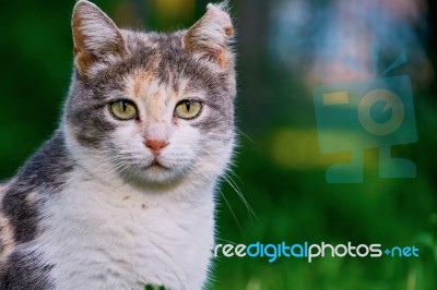 Portrait Of A Cat Stock Photo