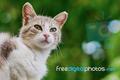 Portrait Of A Cat (female) Stock Photo