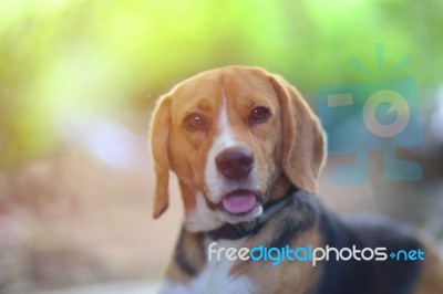 Portrait Of A Cute Beagle Dog Stock Photo