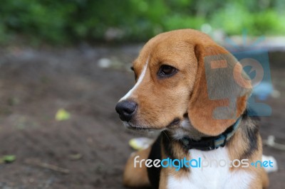 Portrait Of A Cute  Beagle Dog Stock Photo