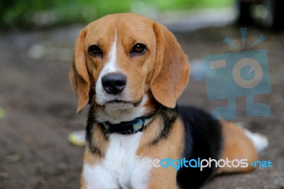 Portrait Of A Cute  Beagle Dog Stock Photo