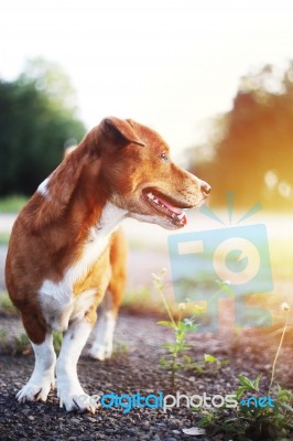 Portrait Of A Cute Brown Dog Stock Photo