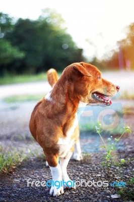 Portrait Of A Cute Brown Dog Stock Photo